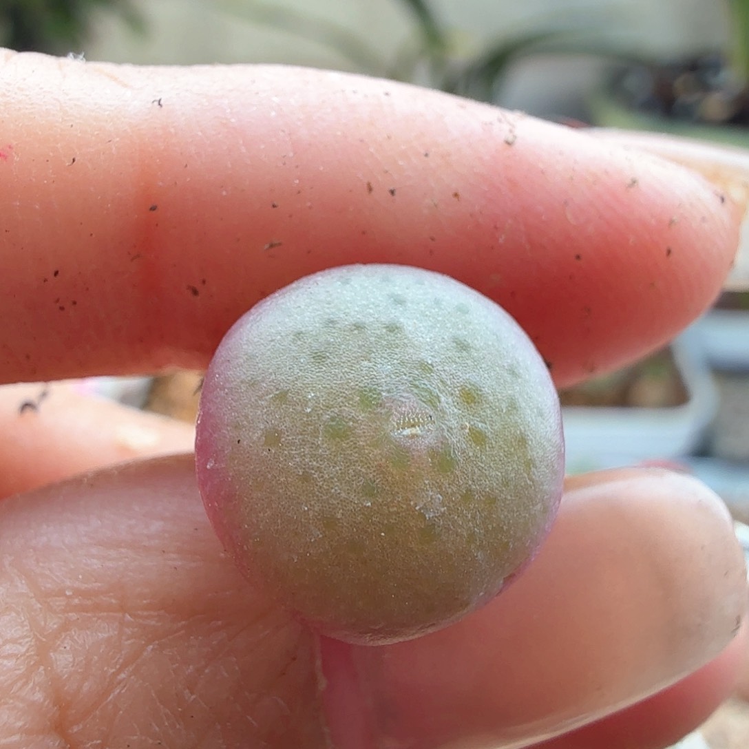 2.9.95/白花大G/多肉植物