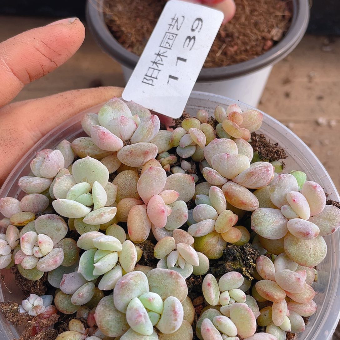 多肉植物多肉植物1139