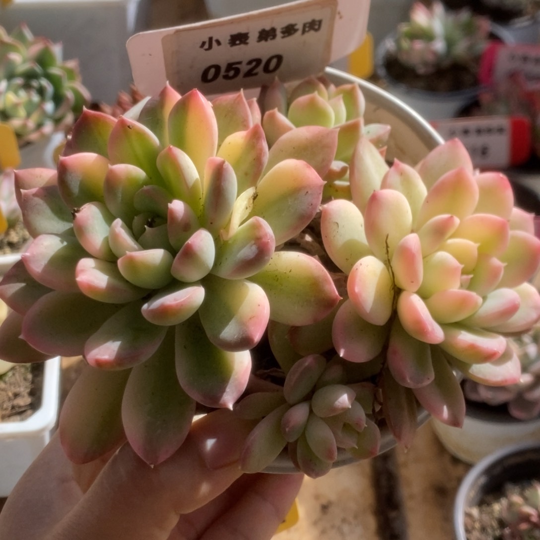 520樱桃锦锦锦锦锦锦