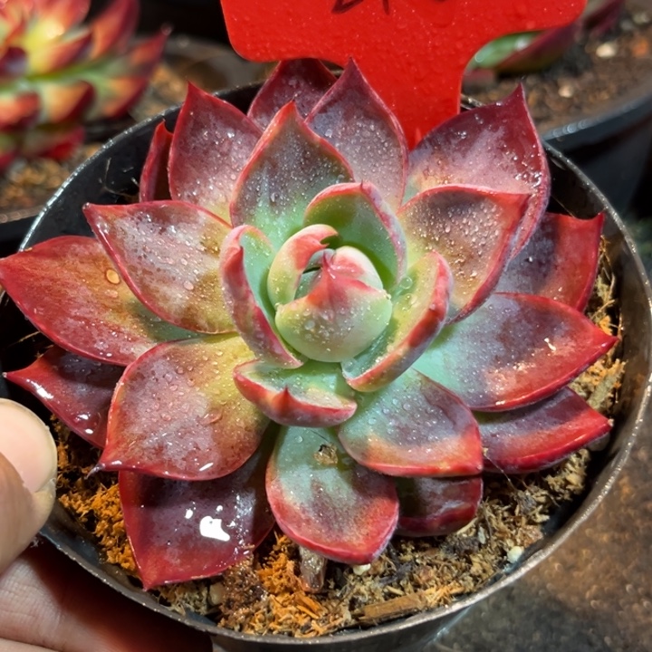 惊鸿一物一拍包装收缩花旱216