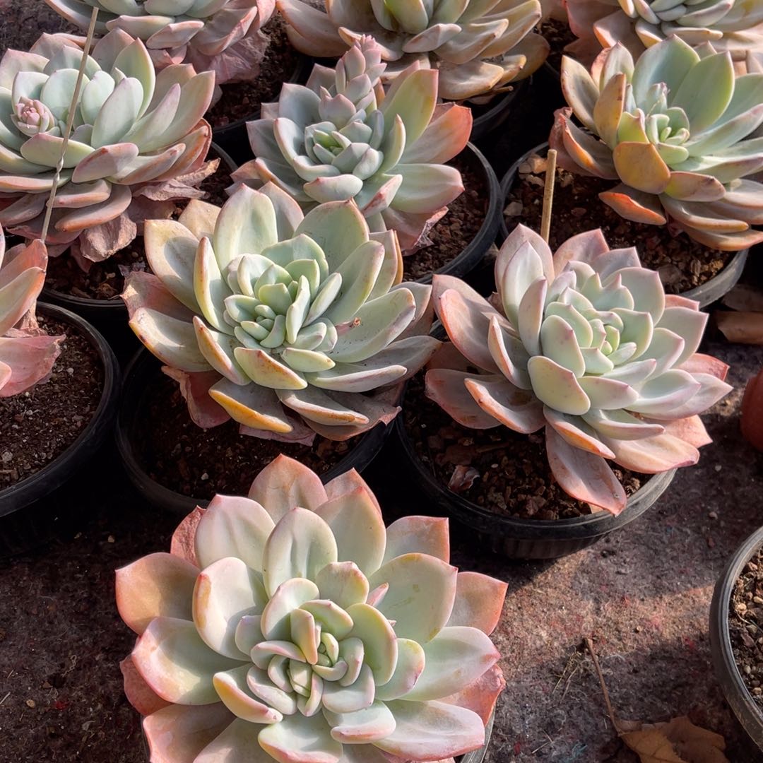 10颗150元14558999999