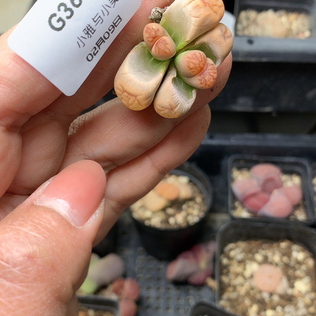 G366多肉植物保护研究所