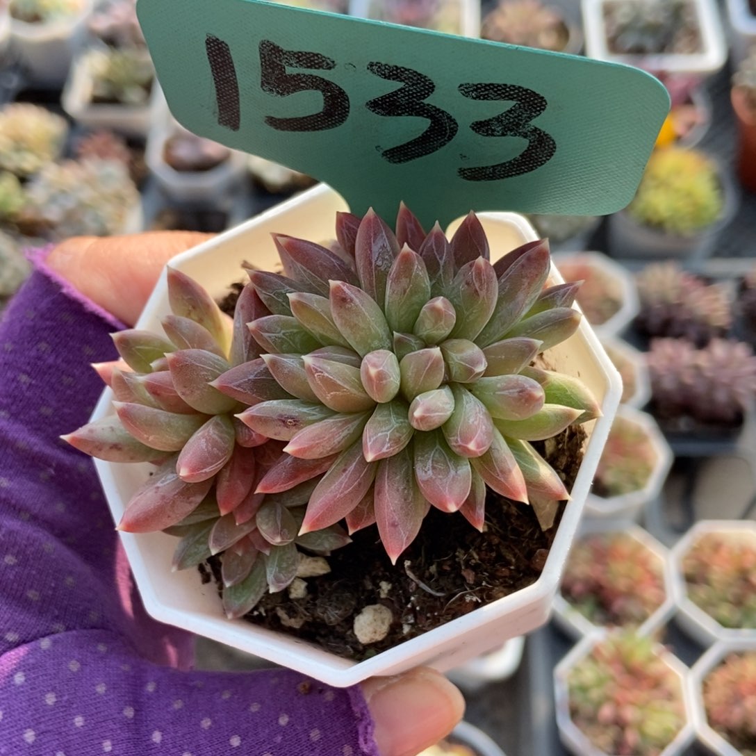 1533炫彩星缀多肉植物