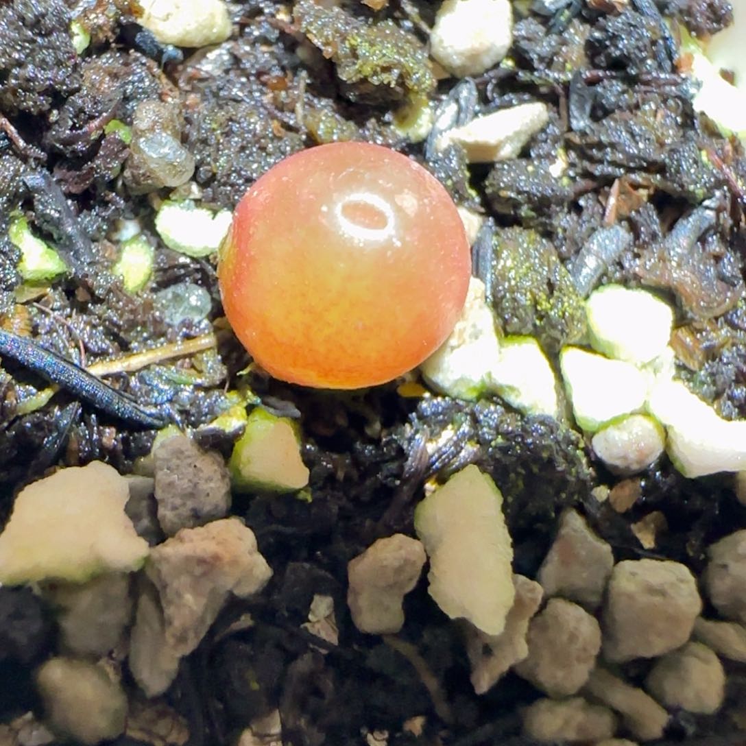 肉锥多肉植物百科25-哈默640