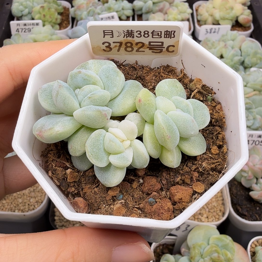 呆萌专拍冰玉石化白锦一颗