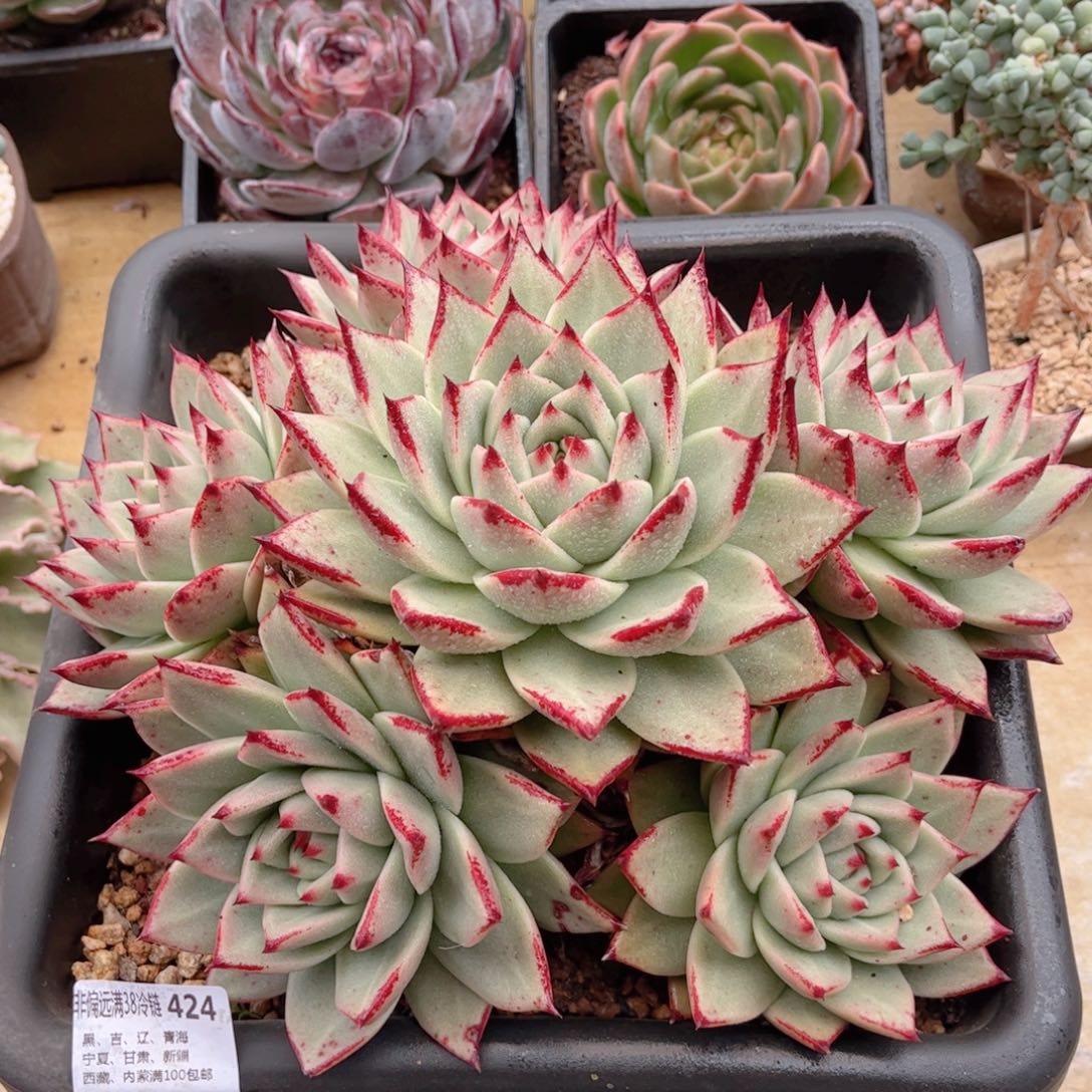 424白皮血斑玛利亚德华多肉