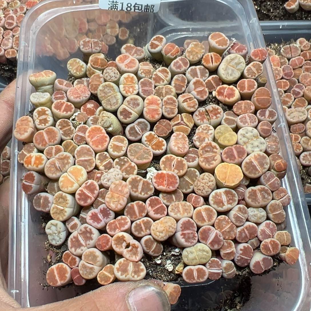 【闪购商品】 586。          