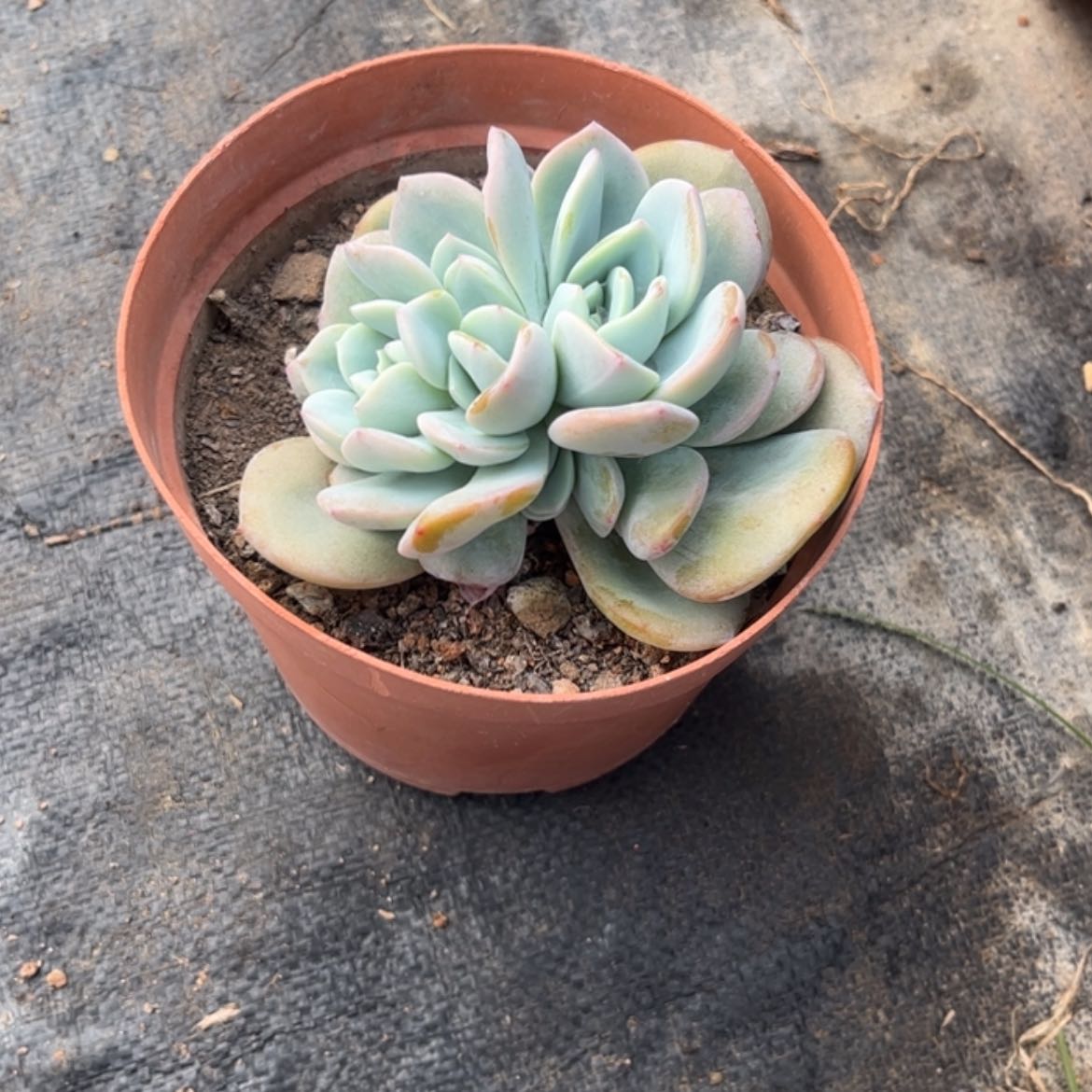 【闪购商品】无花朵F***y