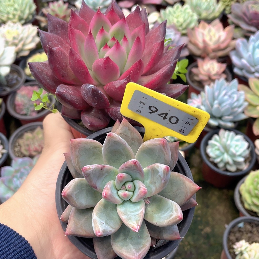 冰***袋940号两个一组多肉