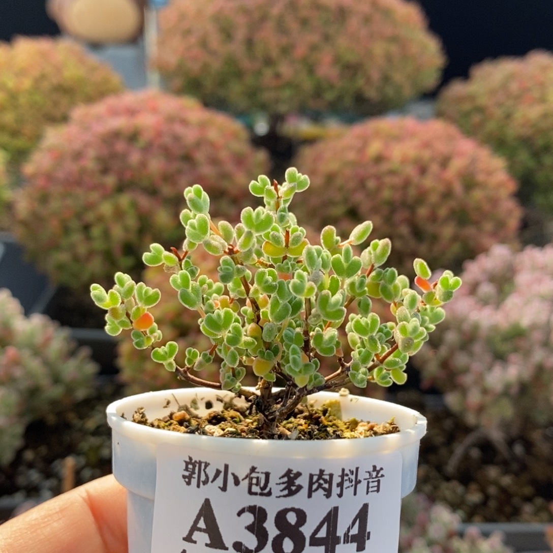 实生莱斯3844枝干番杏