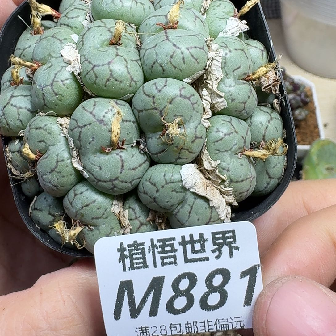 多肉植物的人生ghh