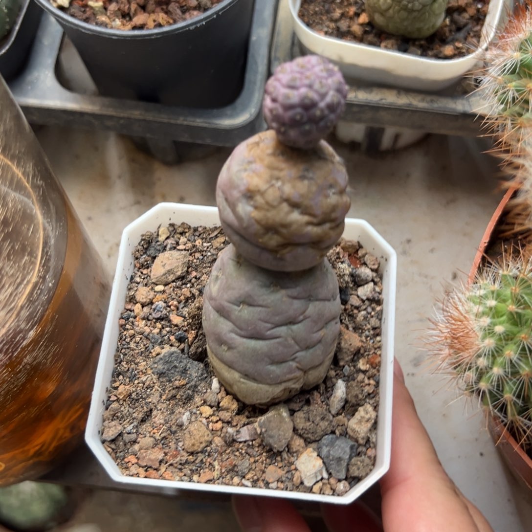 ****心哈哈哈哈哈哈哈哈哈哈