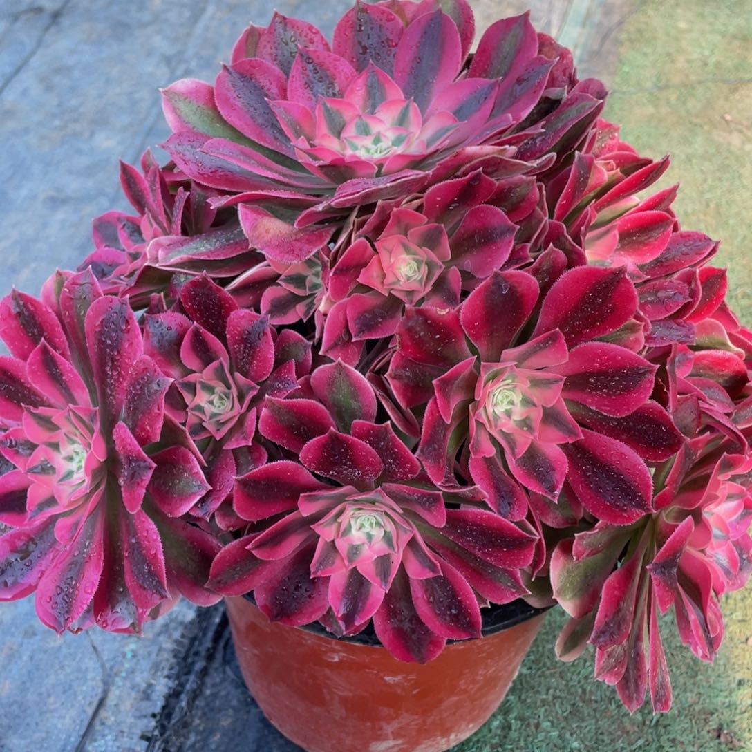 450粉女巫精品法师老桩