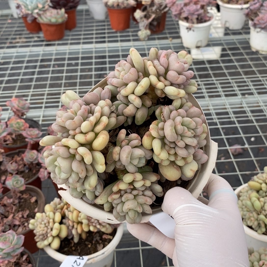 273比尔盖茨一物一拍