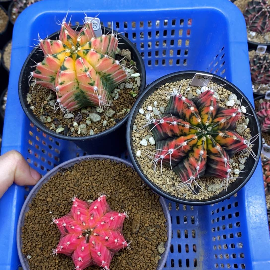 米哈洛维奇实生根泰国进口