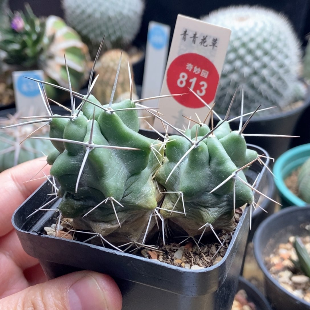 实生双头篝火虾69888