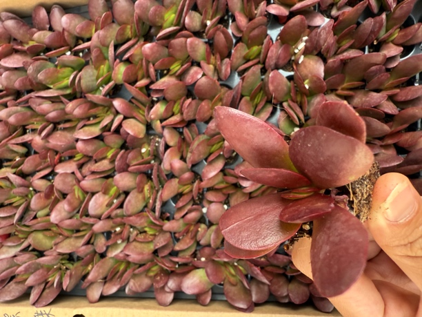 21精品紫蝶穴苗三颗一组