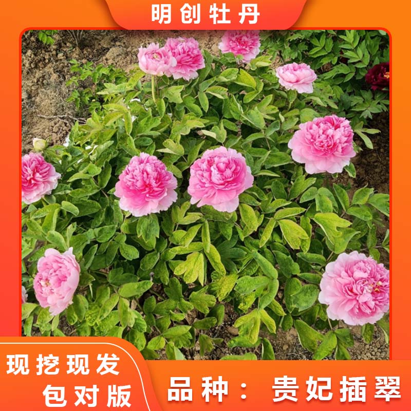 【贵妃插翠丛生】名品重瓣观赏牡丹带土球发货