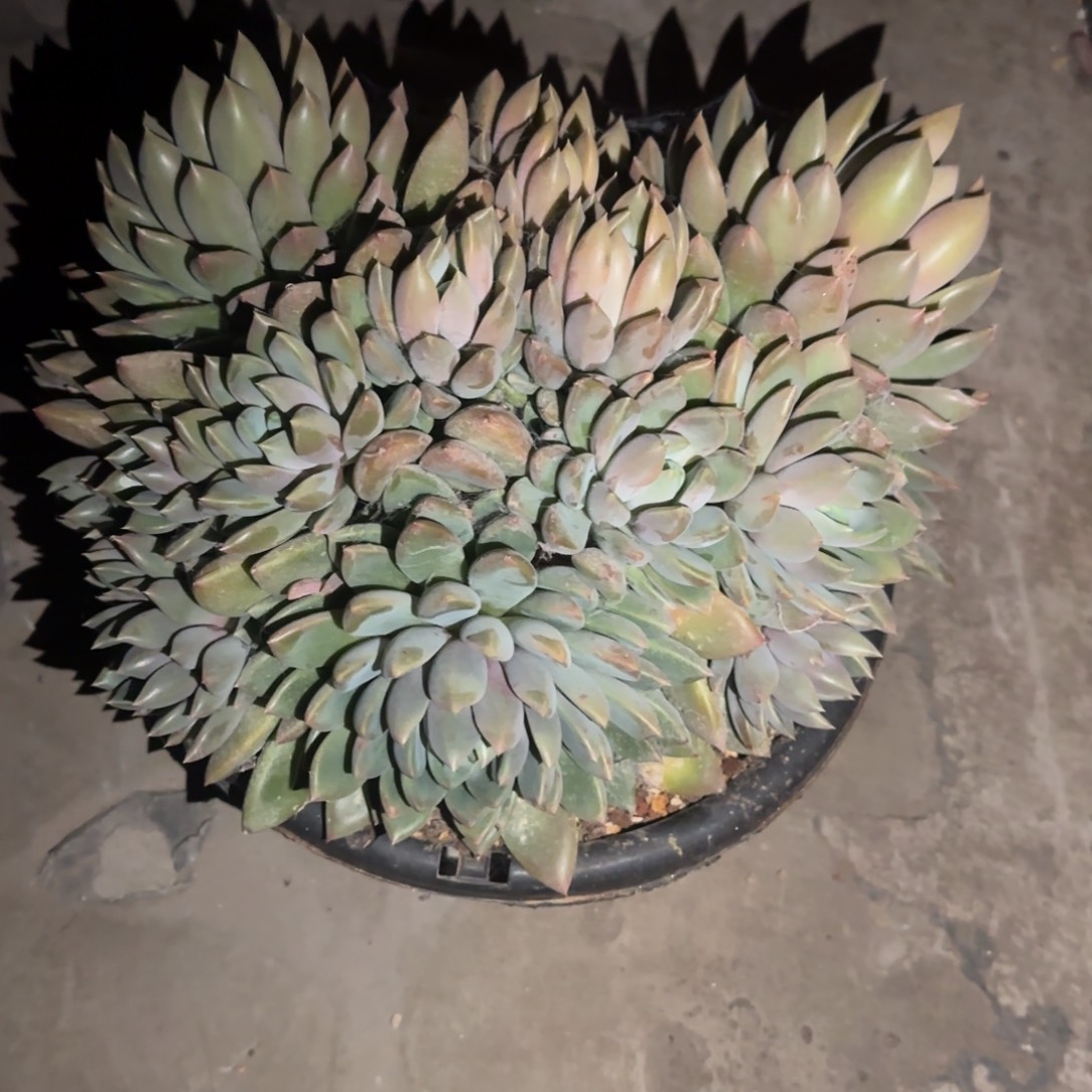 阳***5多肉植物黄金象牙