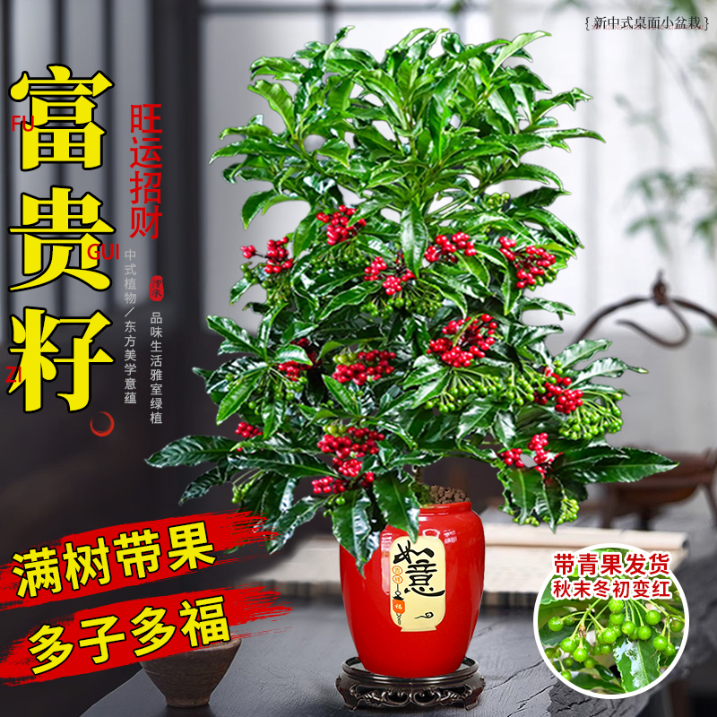 【带青果发货】富贵籽盆栽万两喜庆红果花卉植物室内办公好养活绿植