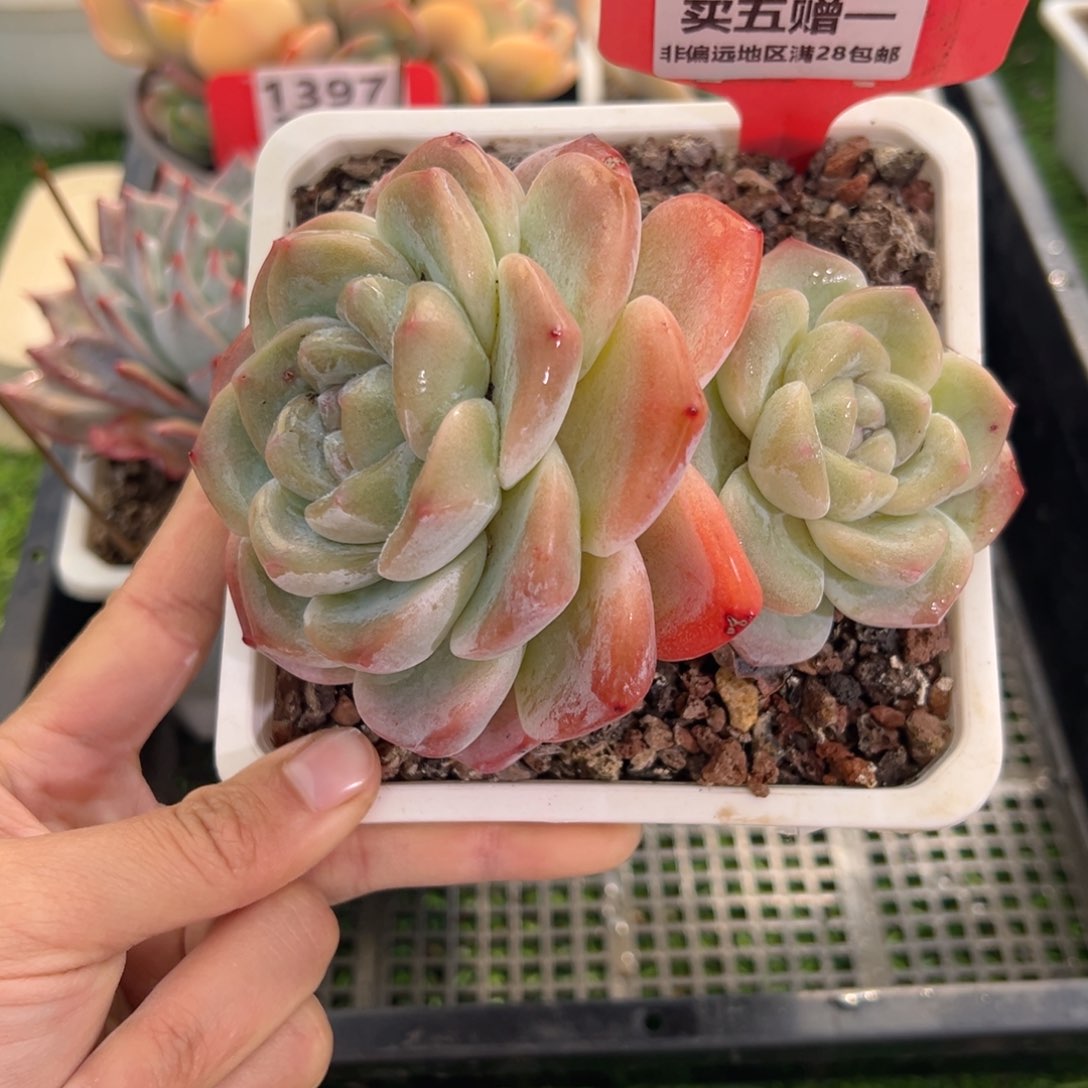 表妹精品多肉1534.