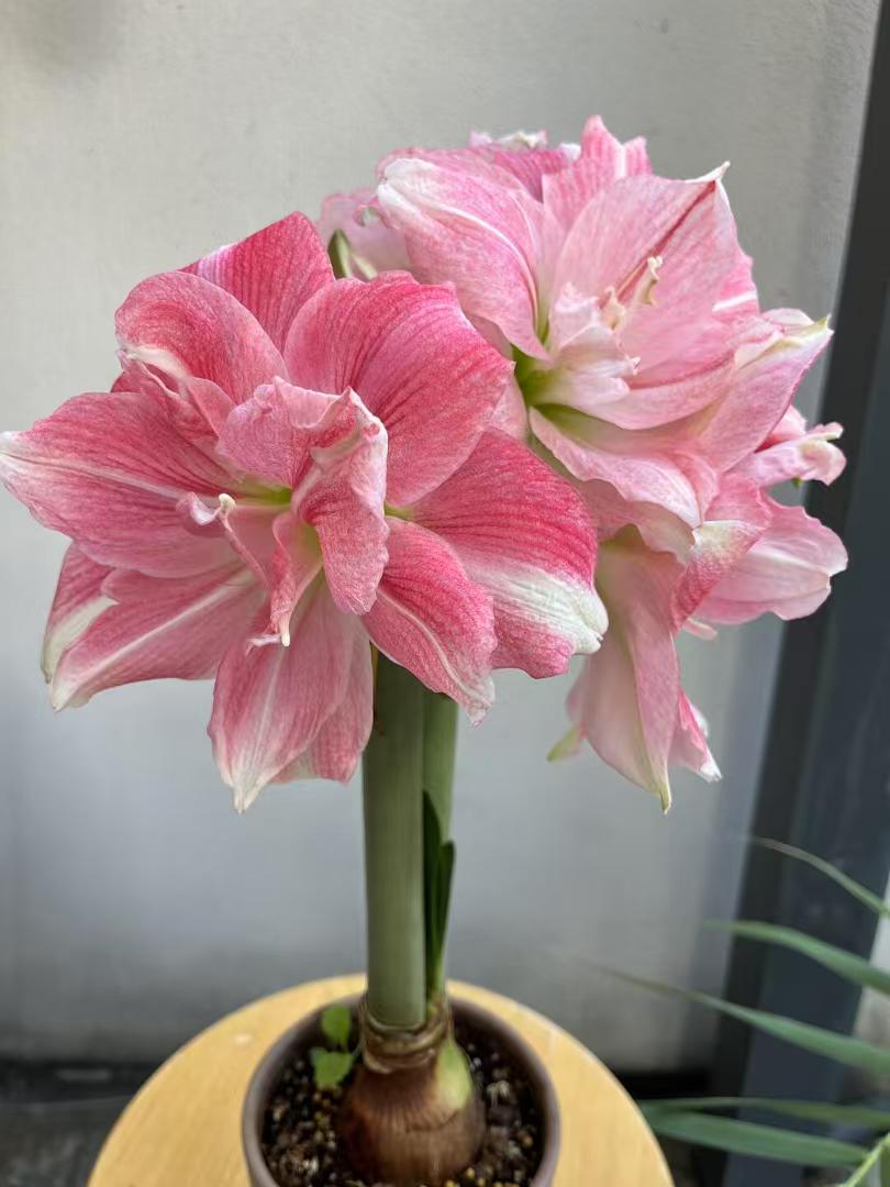 进口朱顶红玫瑰花样《大花重瓣》