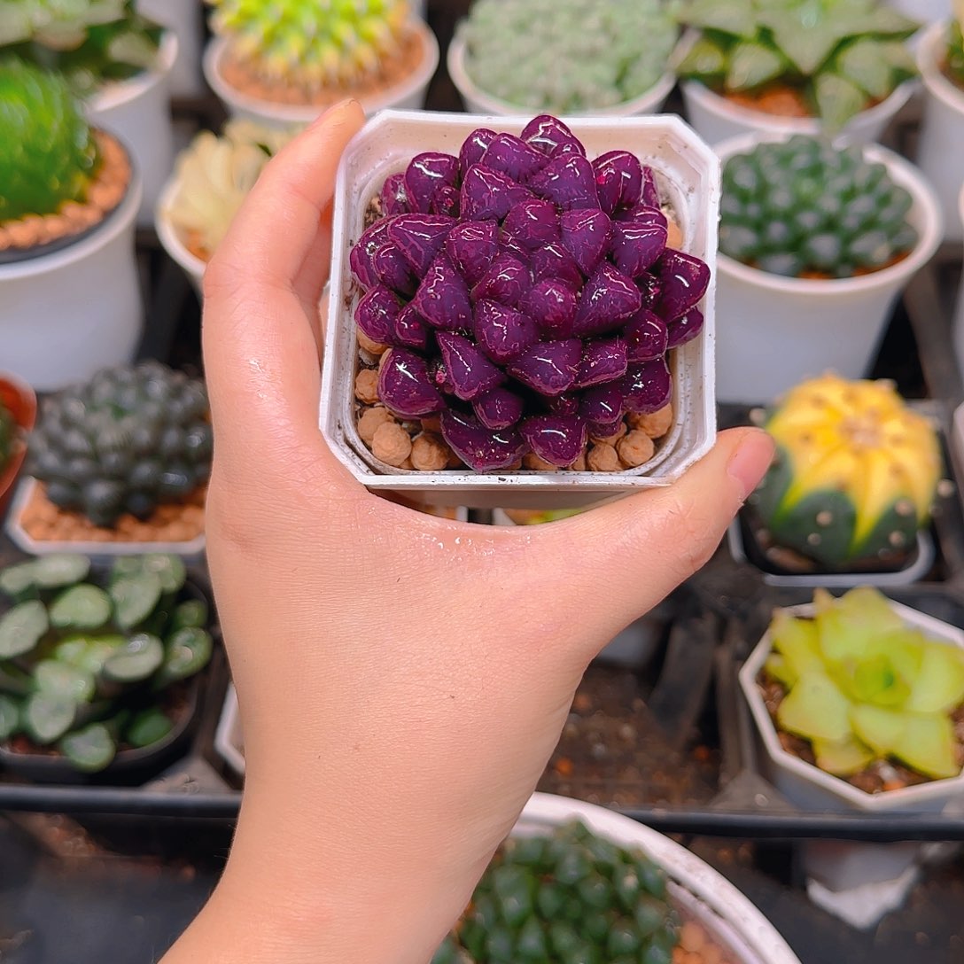 紫宝石冰灯玉露，原盆