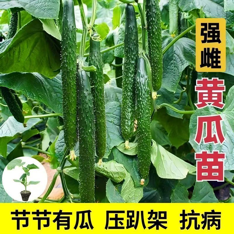 【黄瓜苗】秧苗青皮黄瓜带土发货密刺黄瓜早熟高产抗病旱黄瓜阳台