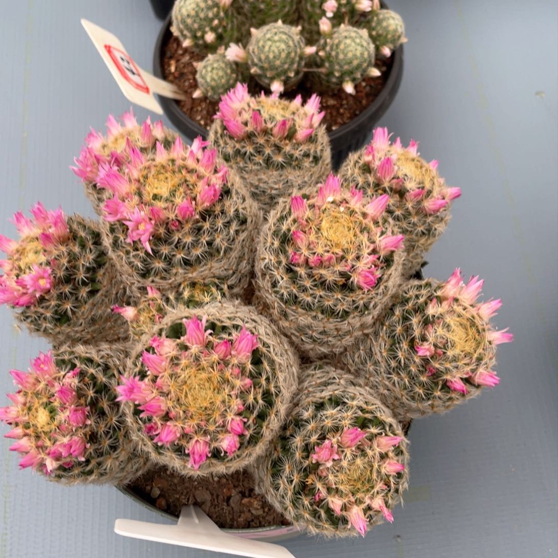 43往事多肉园仙人球