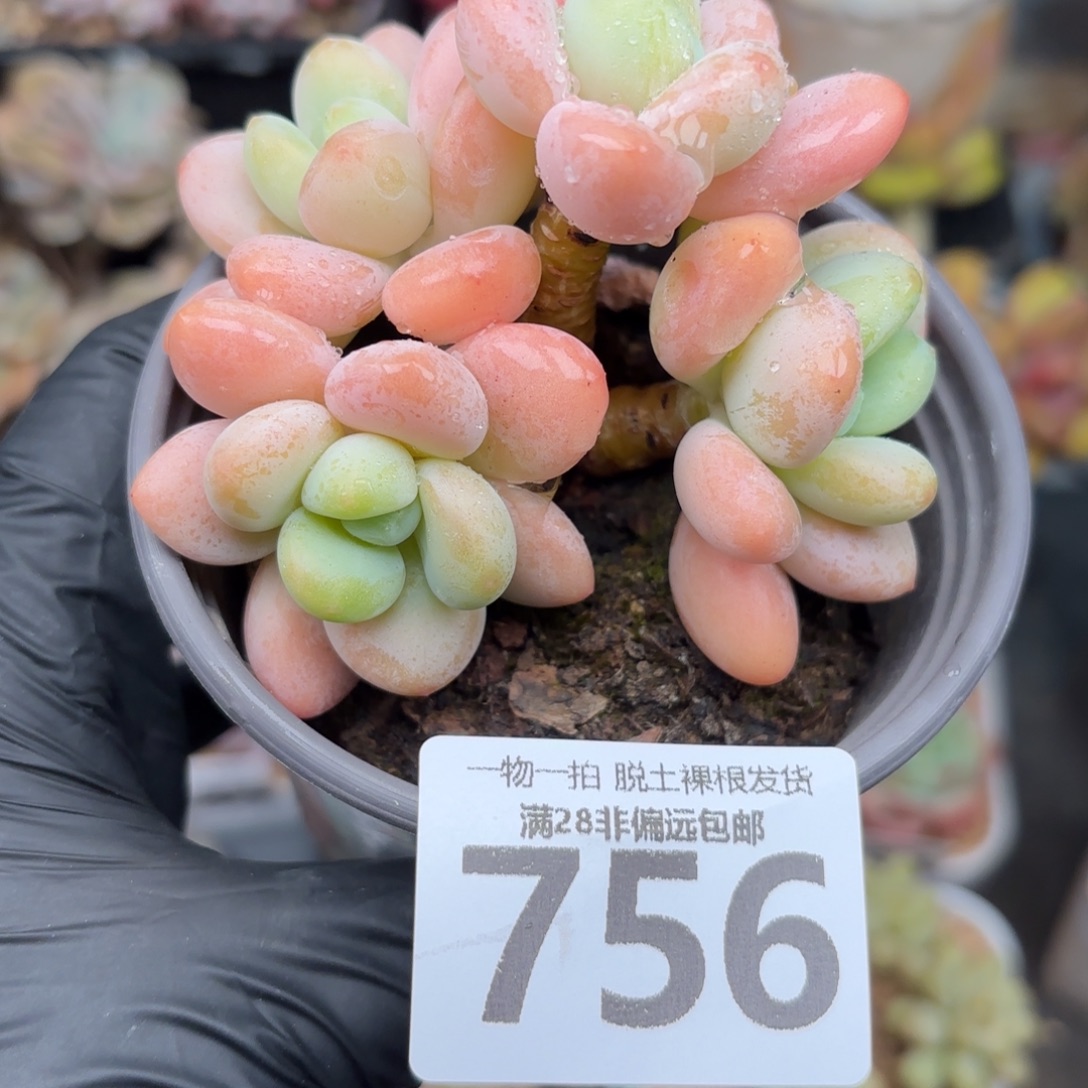 橘子洛神无盆土发货