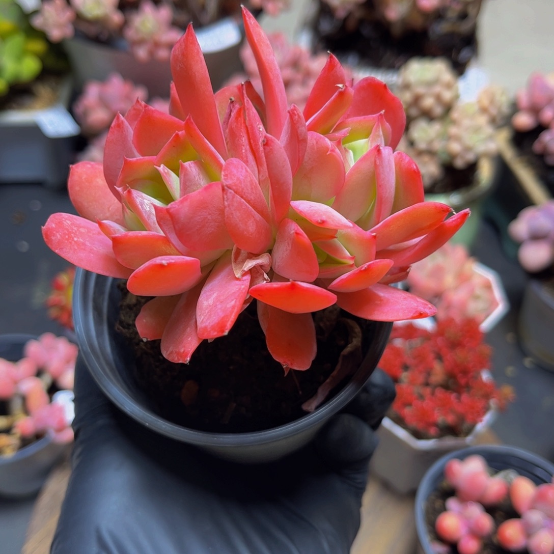 450老桩绮罗9厘米