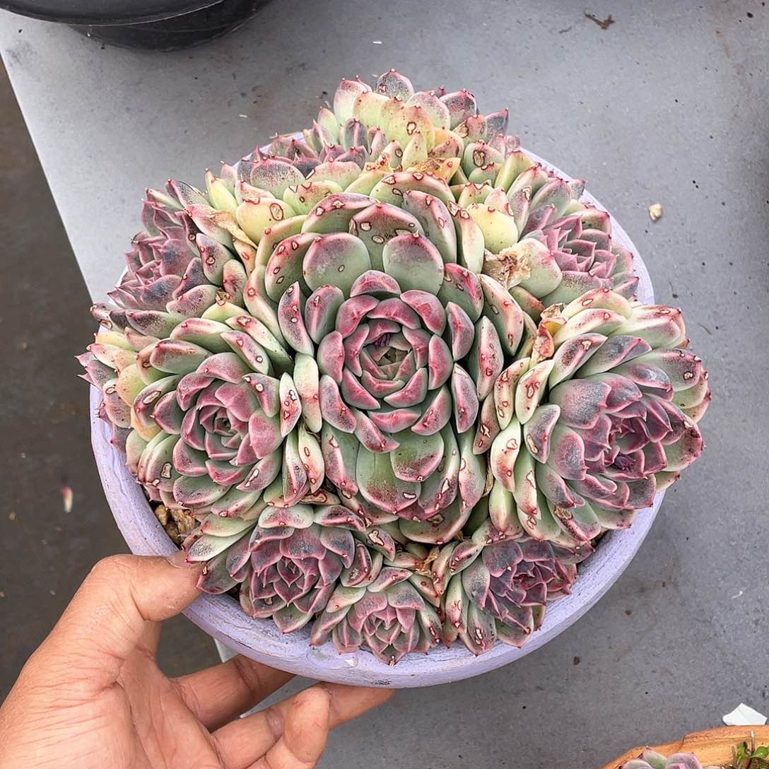 彩****』多肉植物一物一拍