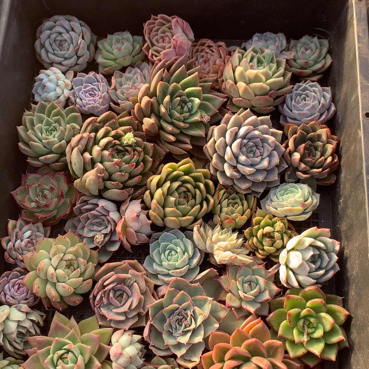 【闪购商品】云120号