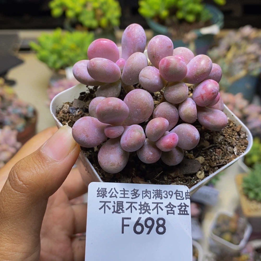 698丸叶奶酪多肉6cm