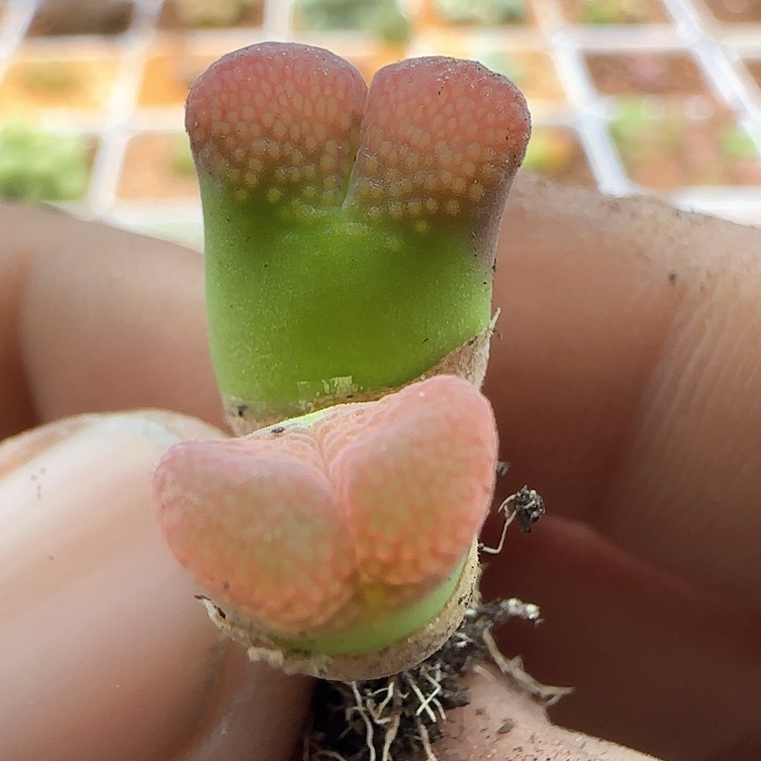 风铃。       33548