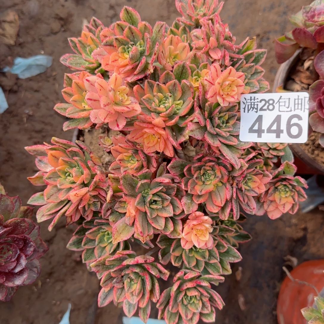 甜茶多肉446满28包邮断枝不包