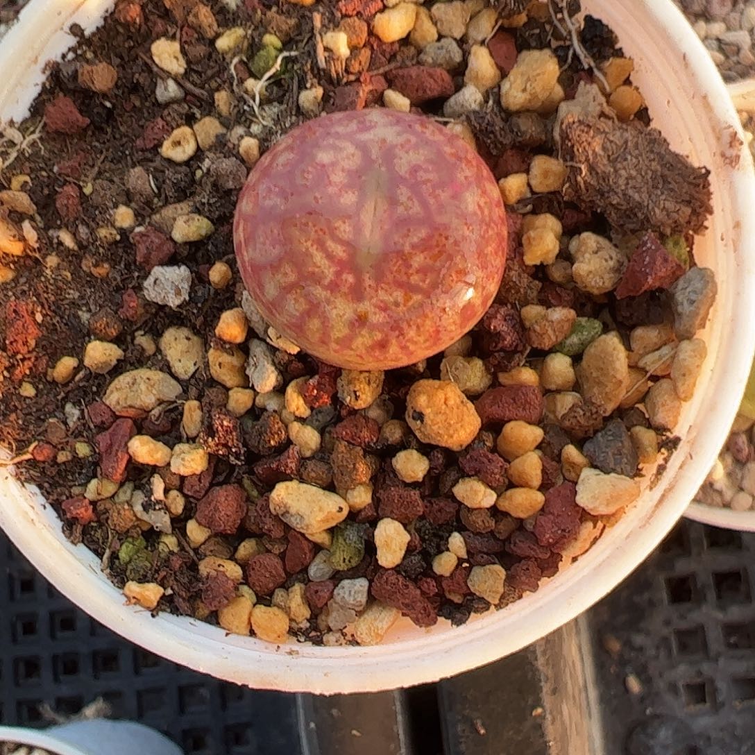 一物一拍脱土发。 818