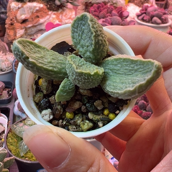 一组一拍感谢支持