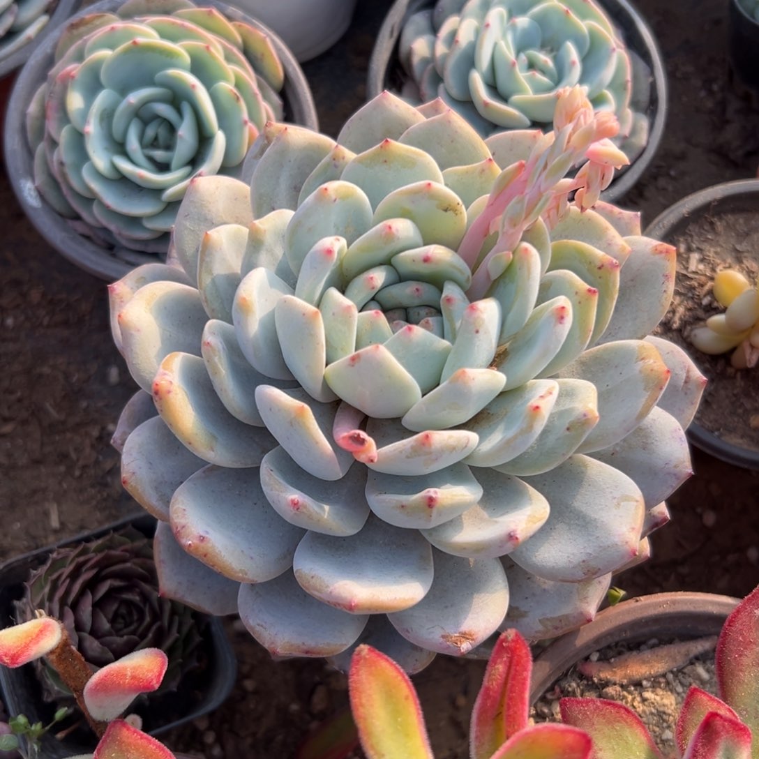 多肉植物橙梦露单头