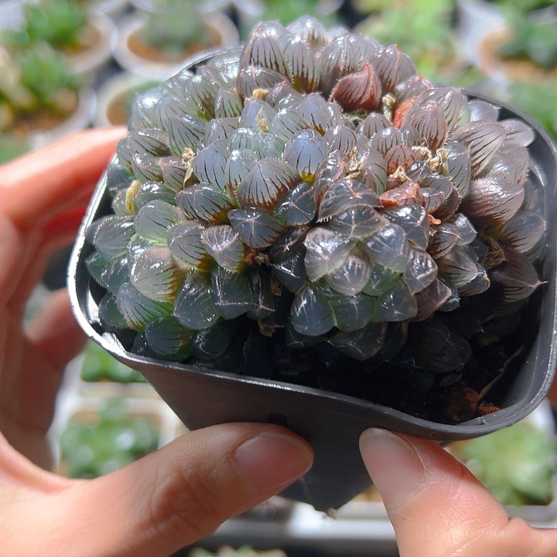 蓝镜群玉露多肉植物一颗