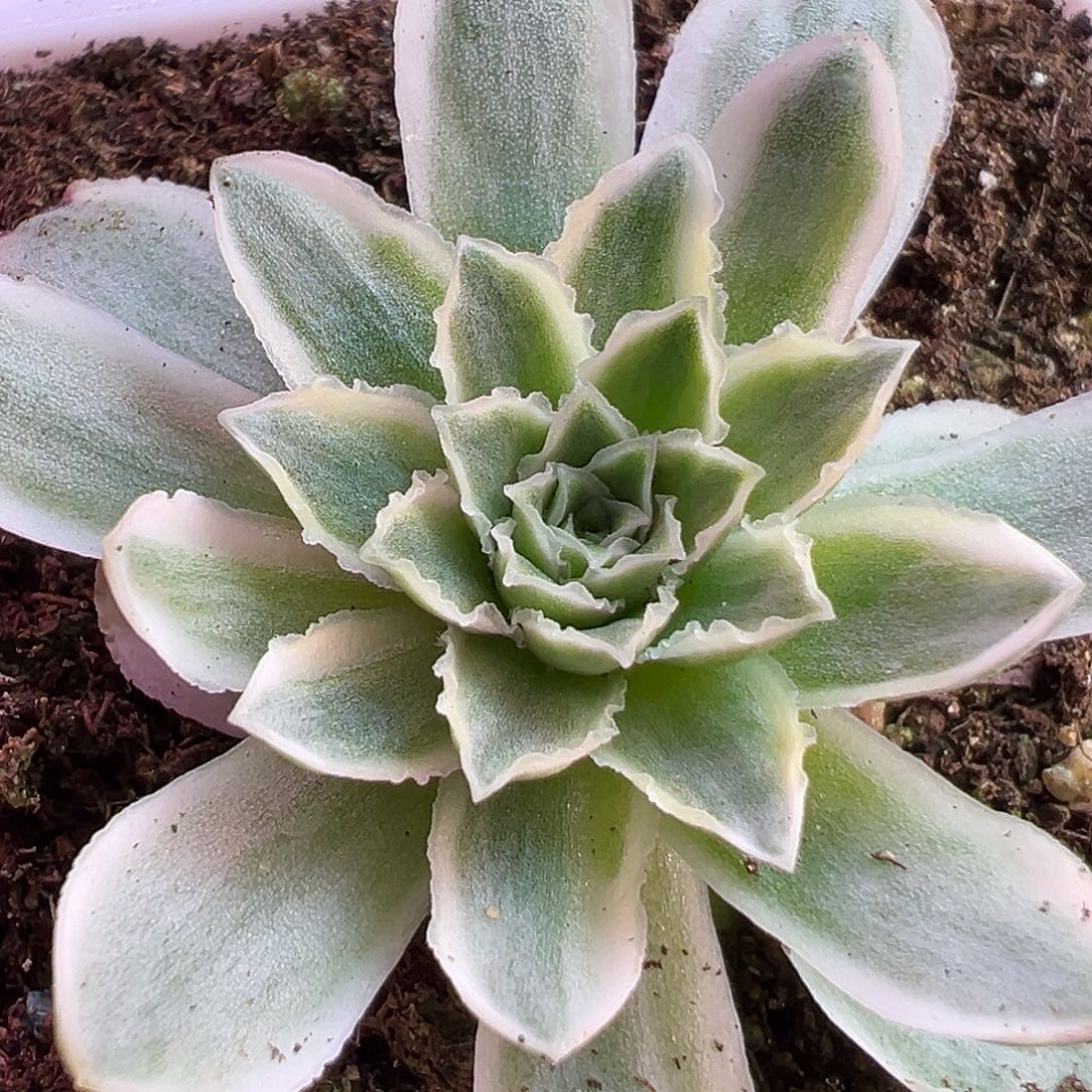 山地玫瑰锦秋夕1530号