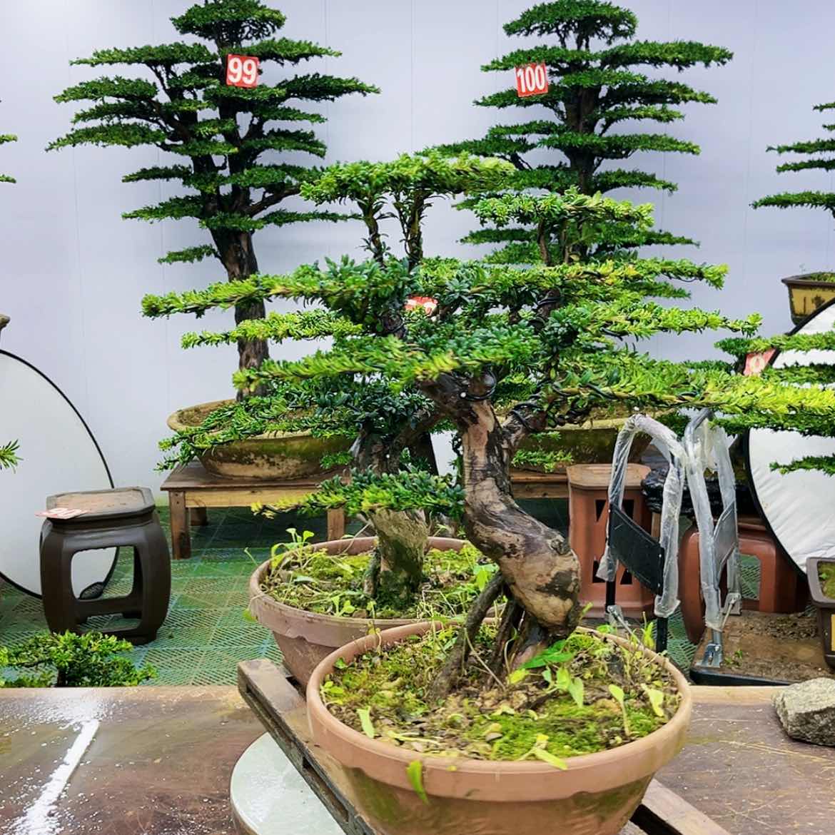 【闪购商品】罗汉松盆景作品欣赏展