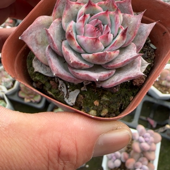 359惊鸿多肉植物多