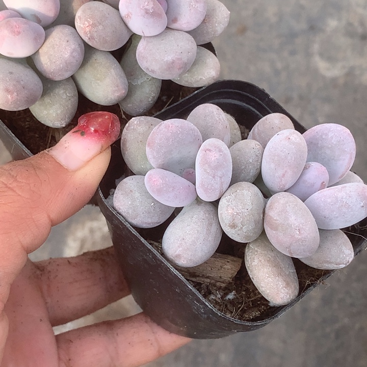 芭比 双（满9.99包邮不满9.99发叶子）