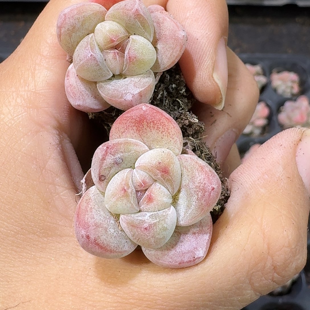 42号到手10颗，小米粒冰玉