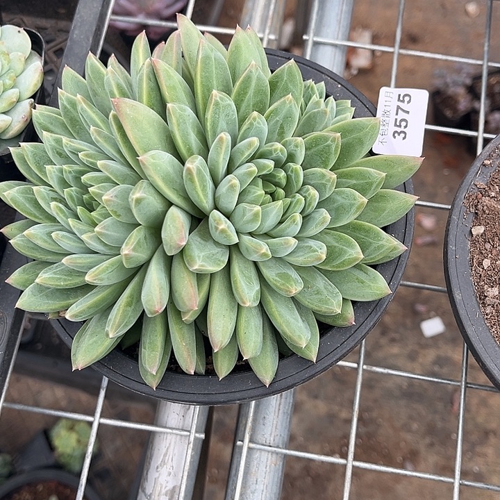 阿雅园艺。        3575