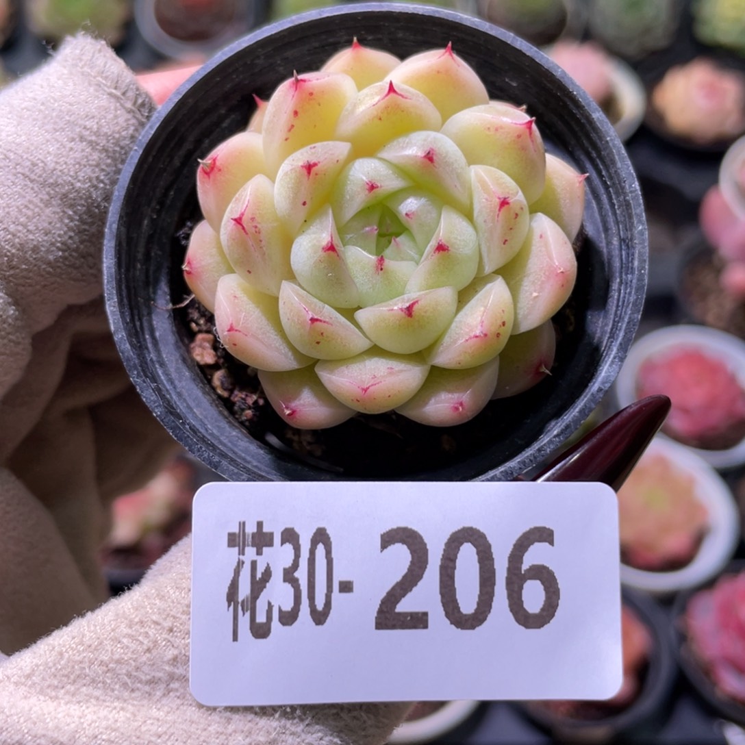 花利美30-206麦秆