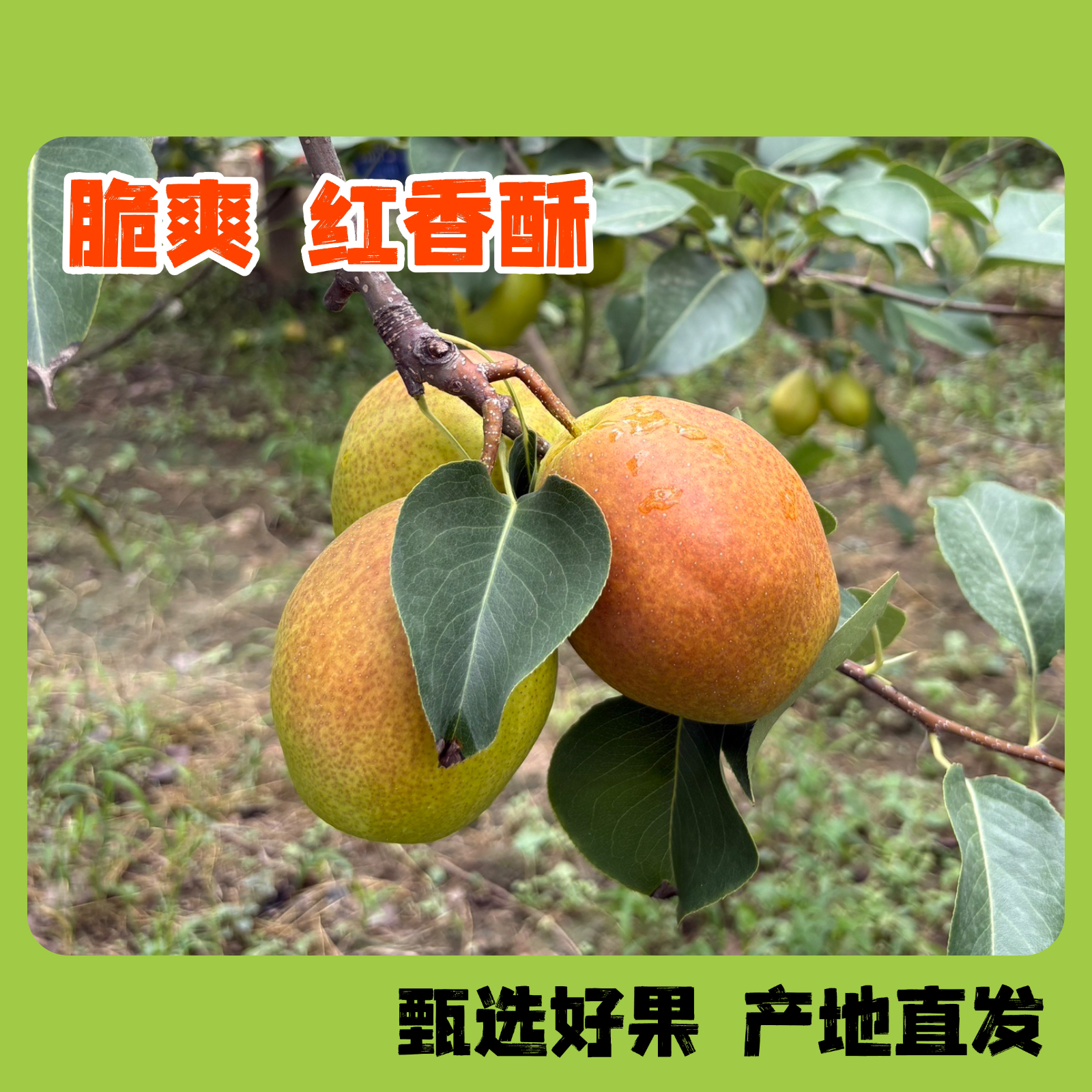 正宗山西运城红香酥梨新鲜水果脆甜多汁