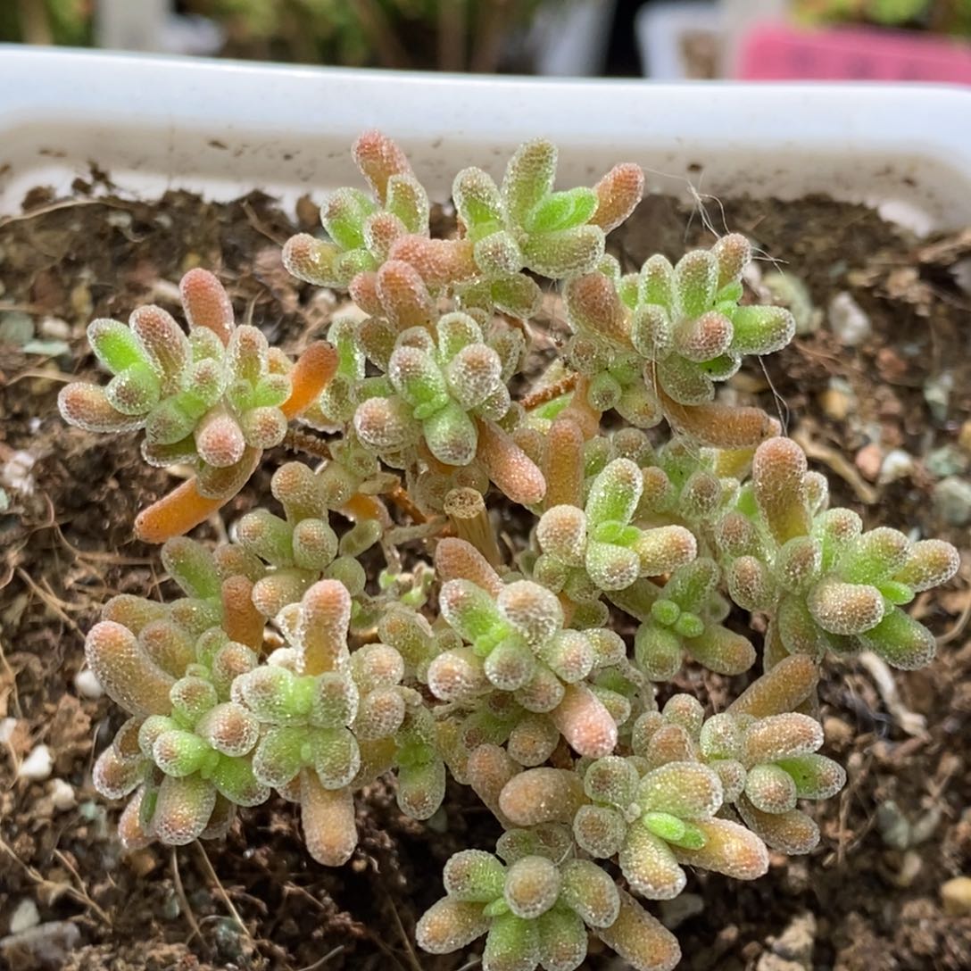 冰晶杂A492枝干番杏