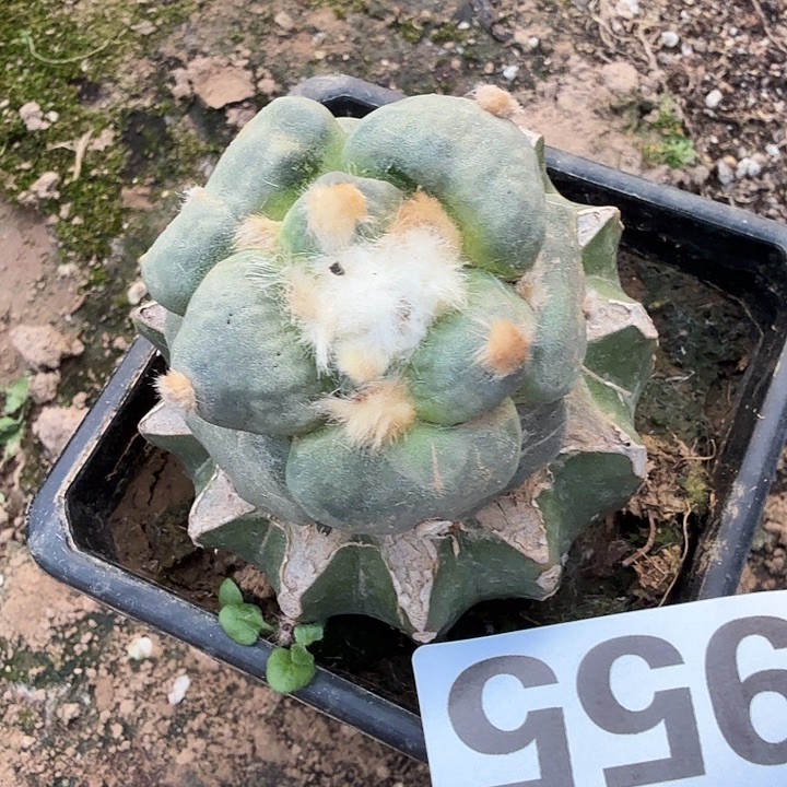 无花朵955白肌达摩青瓷牡丹东三